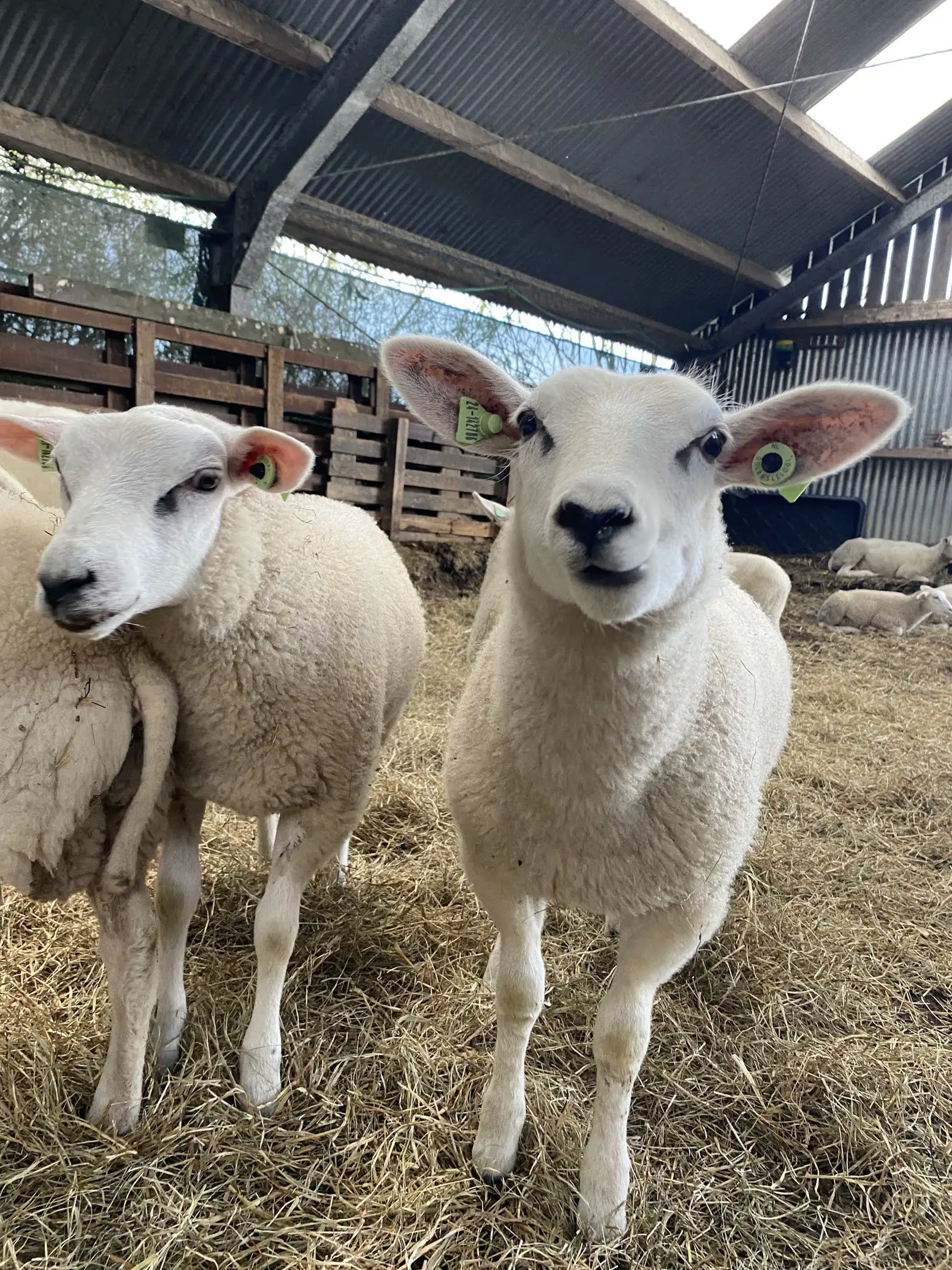 Two lambs in the shed