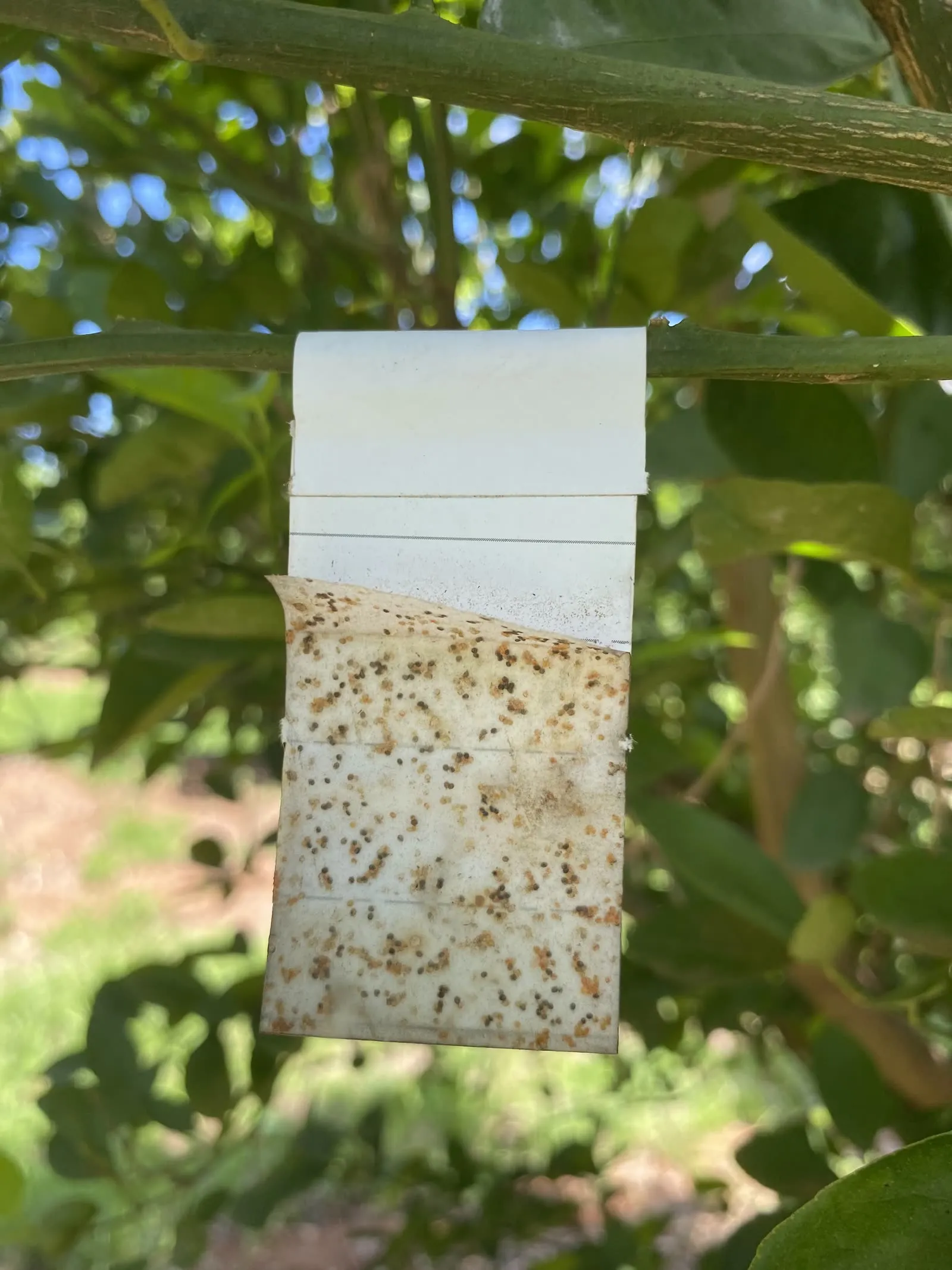 Sticky trap checked in a citrus orchard