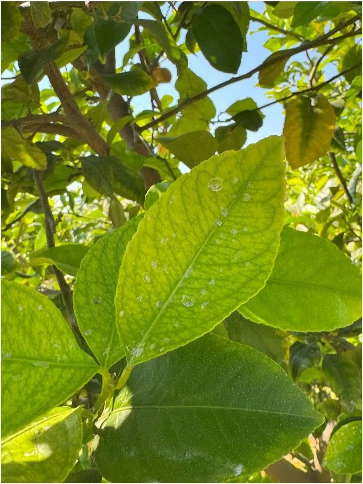Backlit citrus leaf showing scale