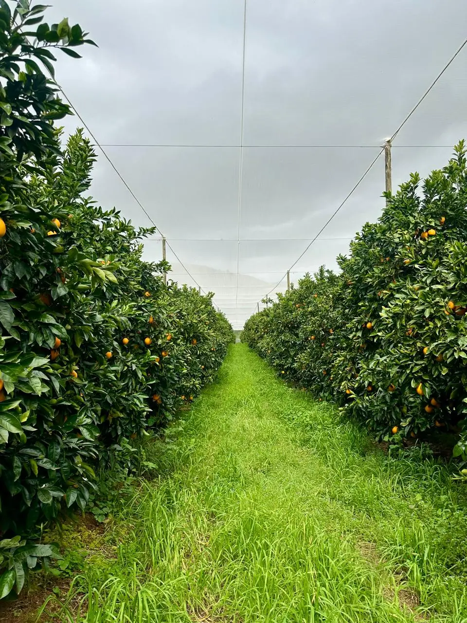 Citrus orchard under netting