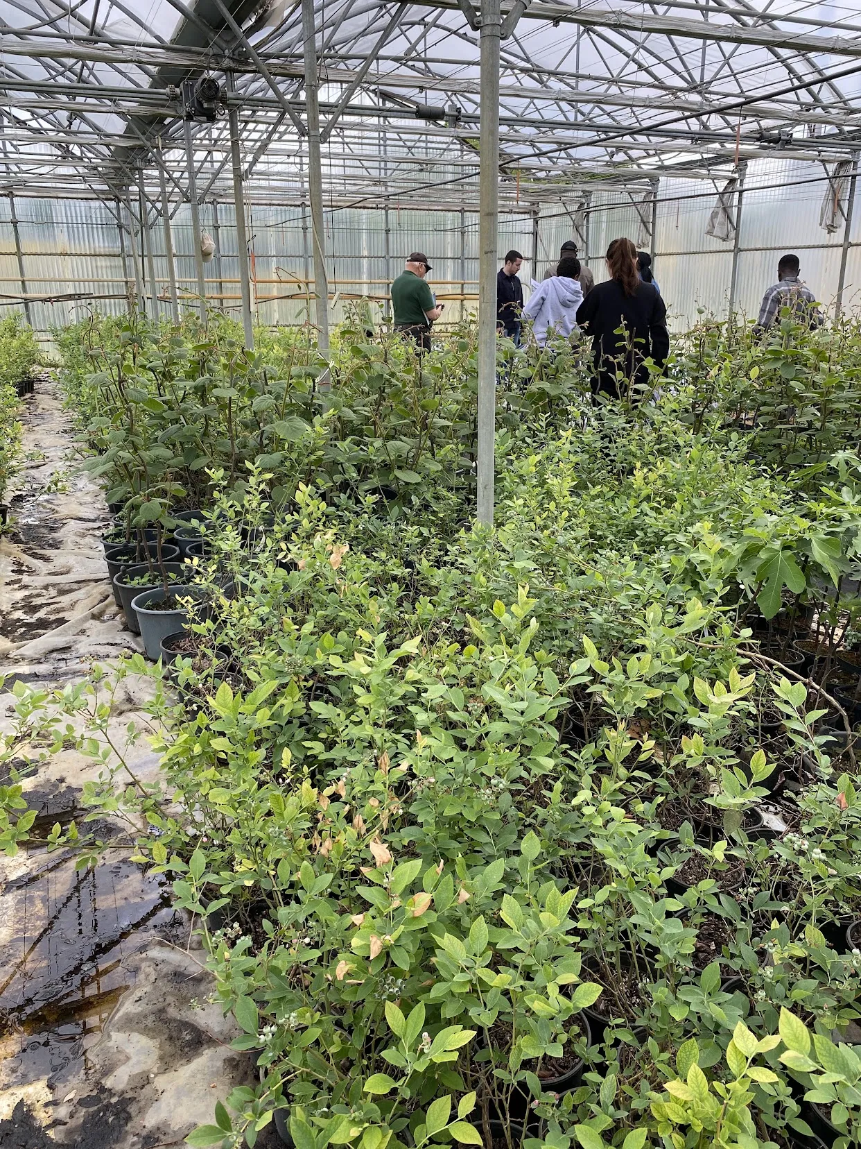 Blueberry tunnel walk-through